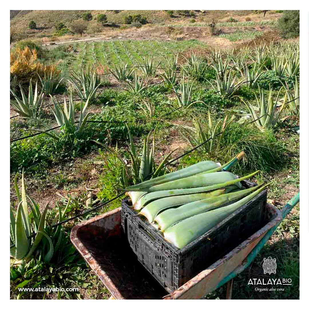 This is how your aloe vera is grown