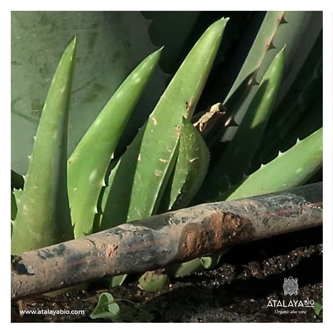 Two Key Climatic Factors in Aloe Vera Farming