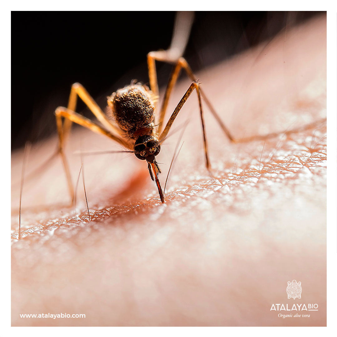 Ali Insect Avoid and Relieve Insect Bites with Aloe Vera – ATALAYA BIO