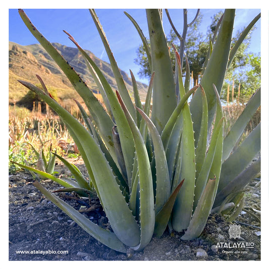 How to start cultivating aloe vera?
