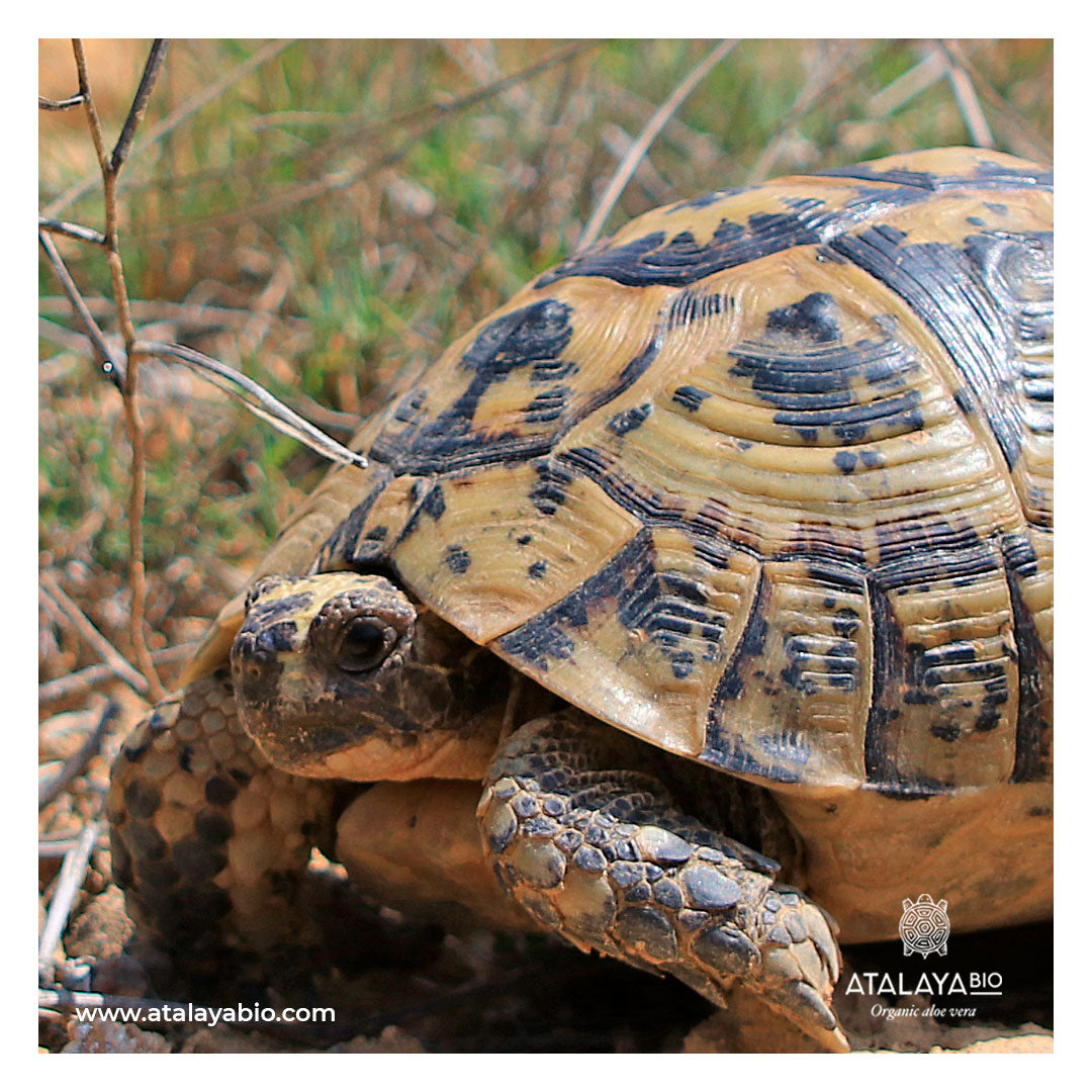 Greek Tortoises: Vulnerable Species (VU-IUCN)