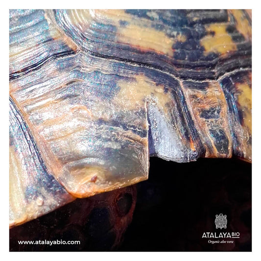Greek Tortoises: Testudo Project