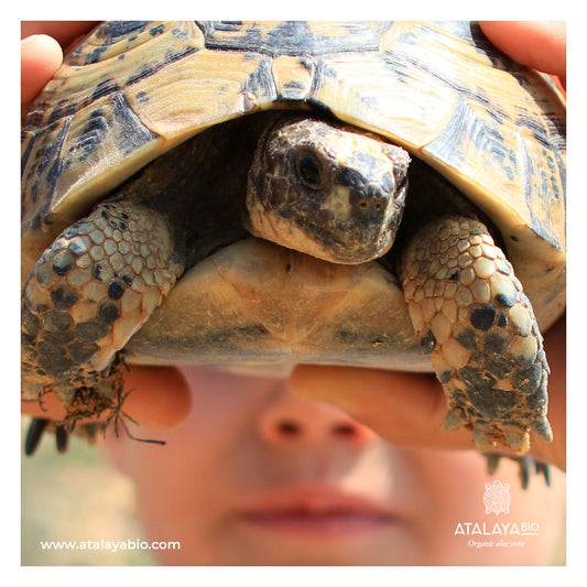 Greek Tortoises: Reproduction