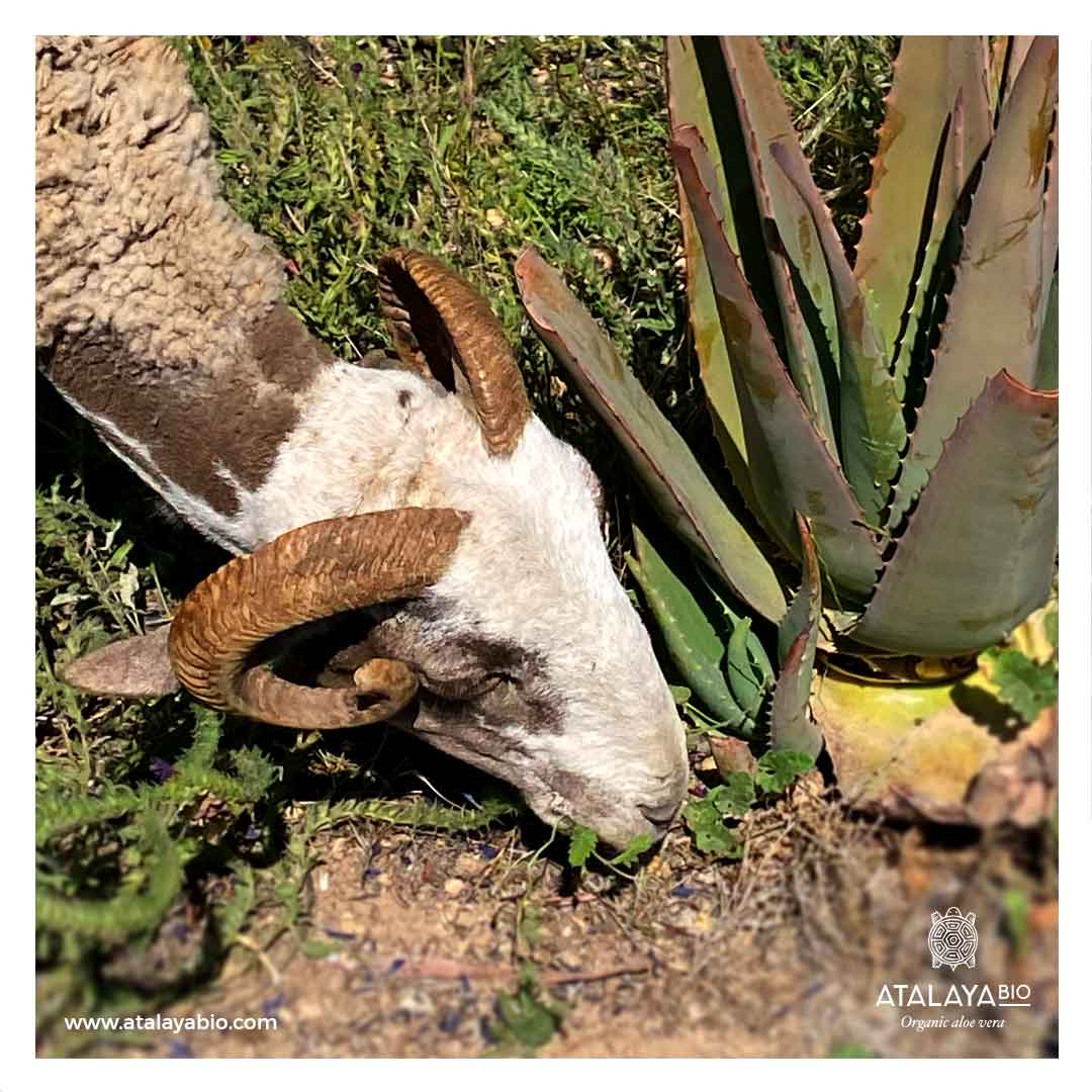 The Key Role of the Sheep in Agroecology