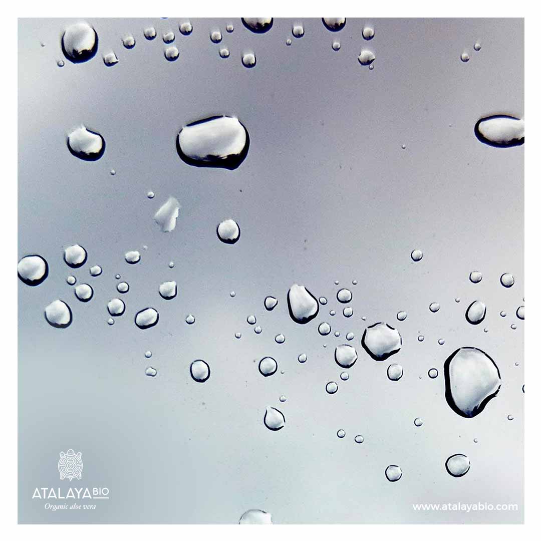 Replacing Water with Aloe Juice to Innovate Meaningfully in Cosmetics