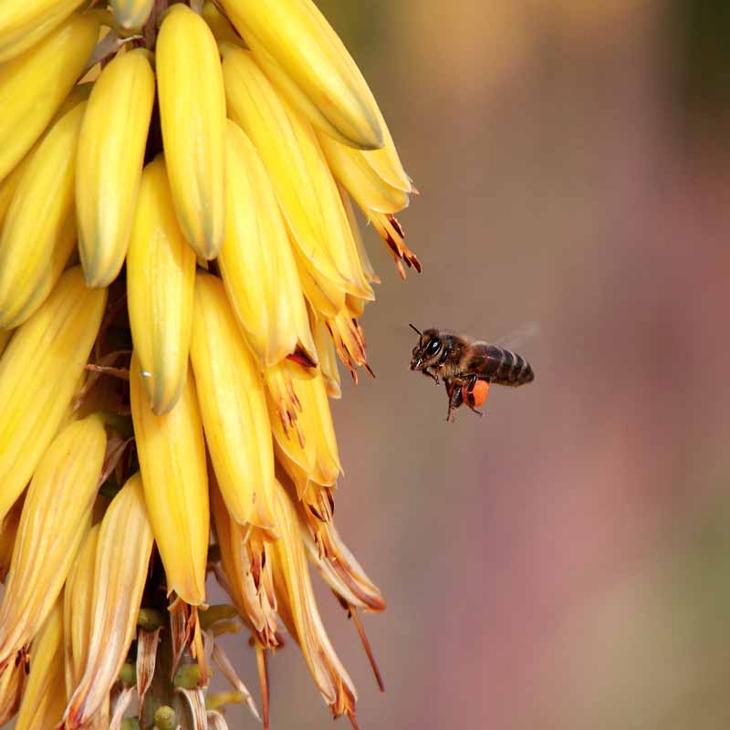 Bee Pollinating Aloe Vera Flower